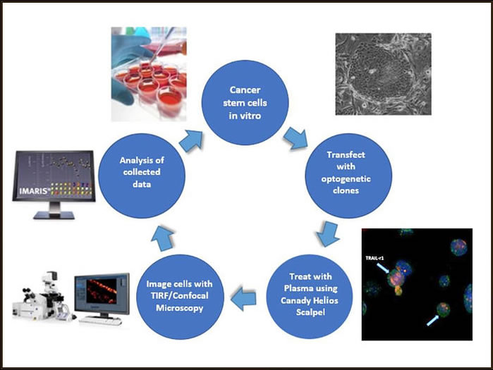 Microscopy and Cell Biology Chart